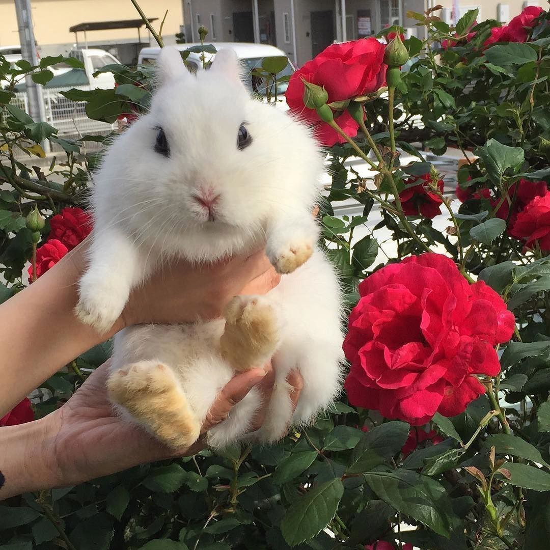 Spring is coming - Rabbit, Flowers, Positive, Images