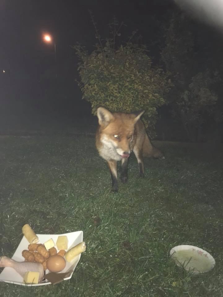 fox dinner - Animals, Fox, , , Longpost