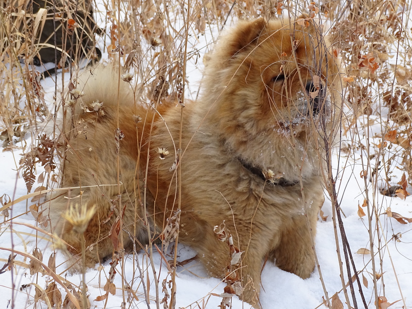 Chow - chow Fedor - a traveler. - My, Dog, Chow Chow, Дальний Восток, Primorsky Krai, , Hike, Longpost