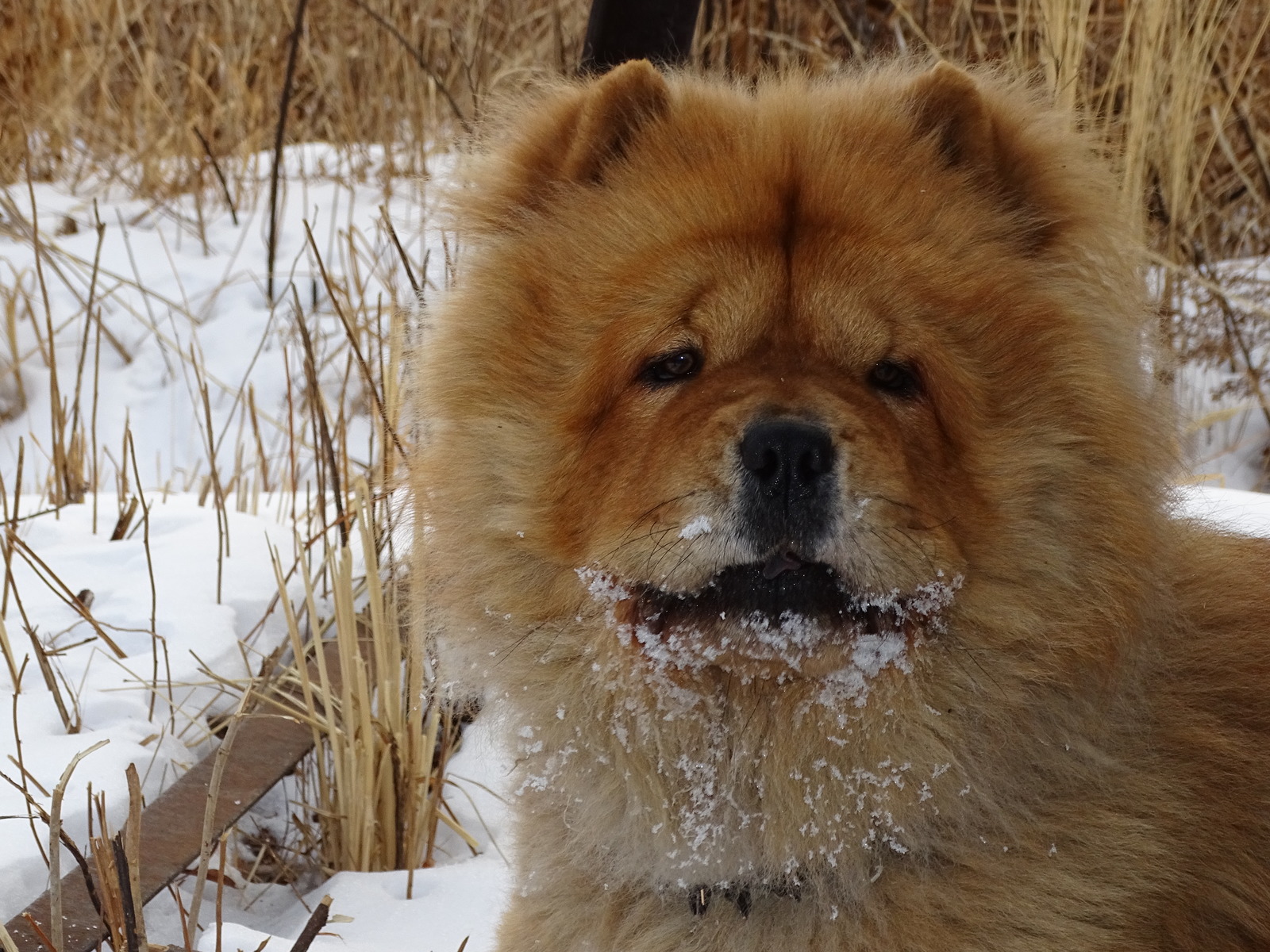 Chow - chow Fedor - a traveler. - My, Dog, Chow Chow, Дальний Восток, Primorsky Krai, , Hike, Longpost