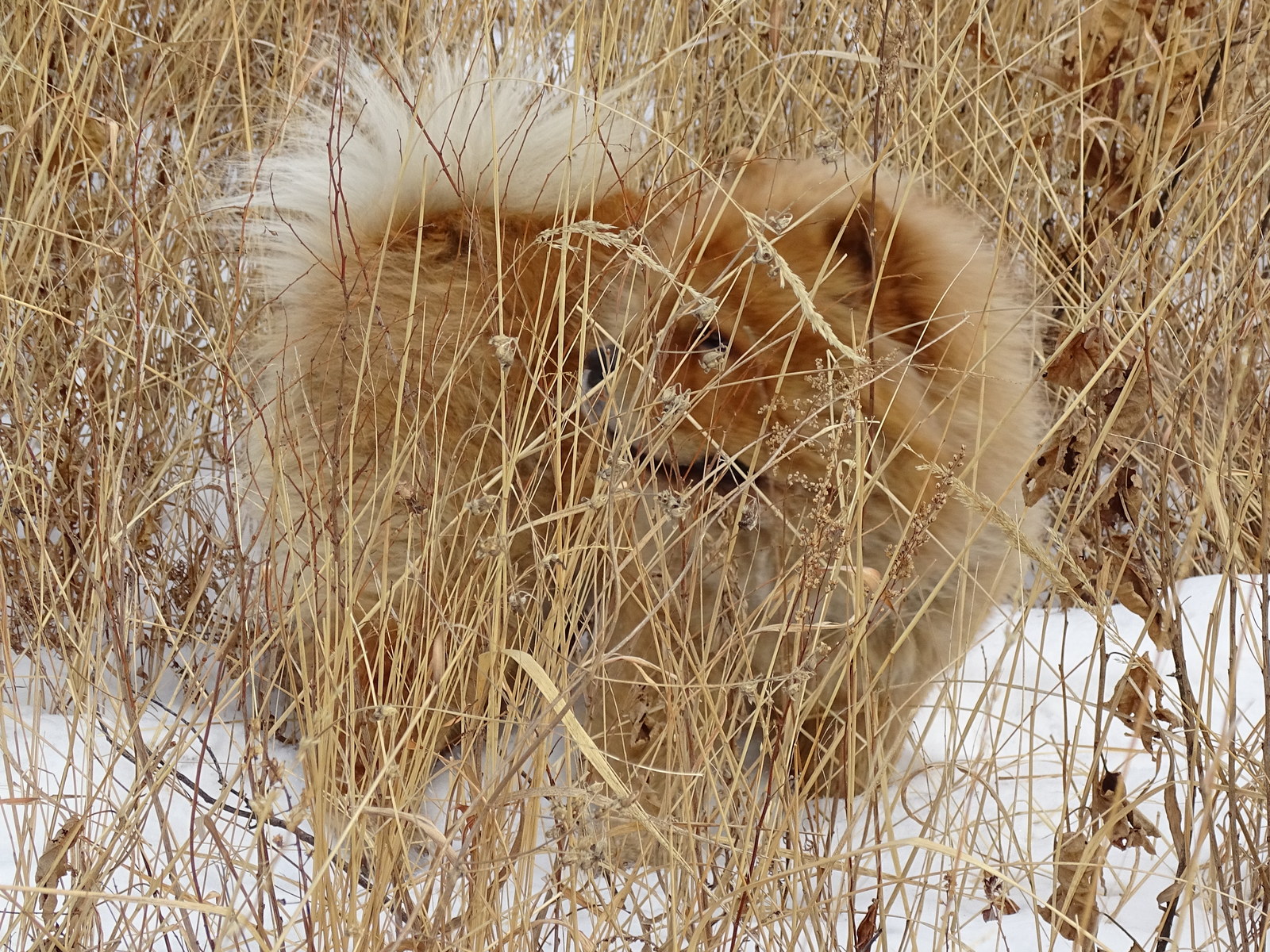 Chow - chow Fedor - a traveler. - My, Dog, Chow Chow, Дальний Восток, Primorsky Krai, , Hike, Longpost