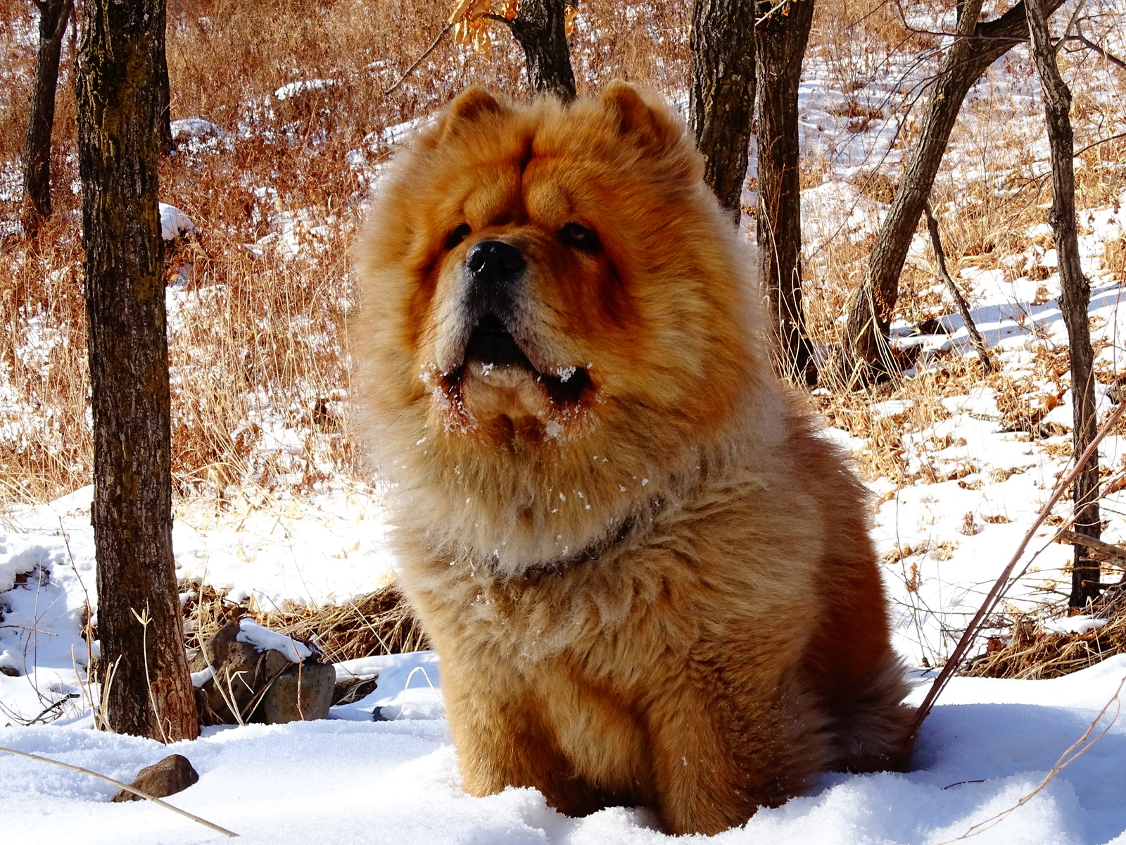 Chow - chow Fedor - a traveler. - My, Dog, Chow Chow, Дальний Восток, Primorsky Krai, , Hike, Longpost