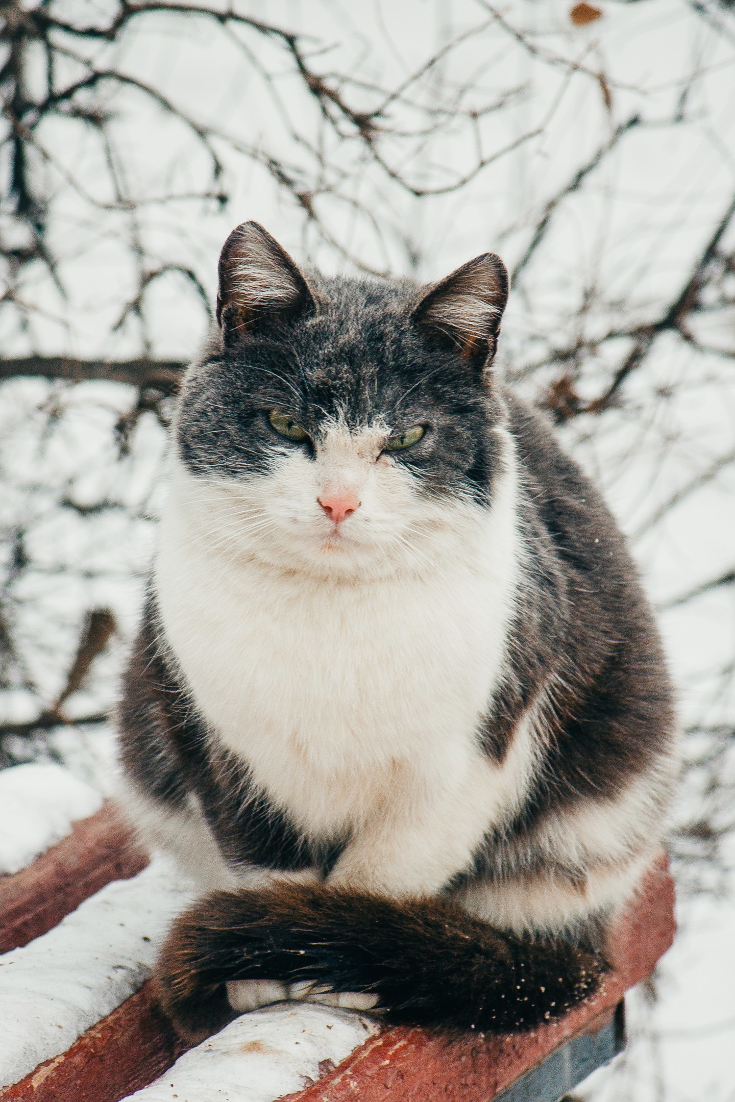 street - My, cat, The photo, Nikon, Canon, Longpost