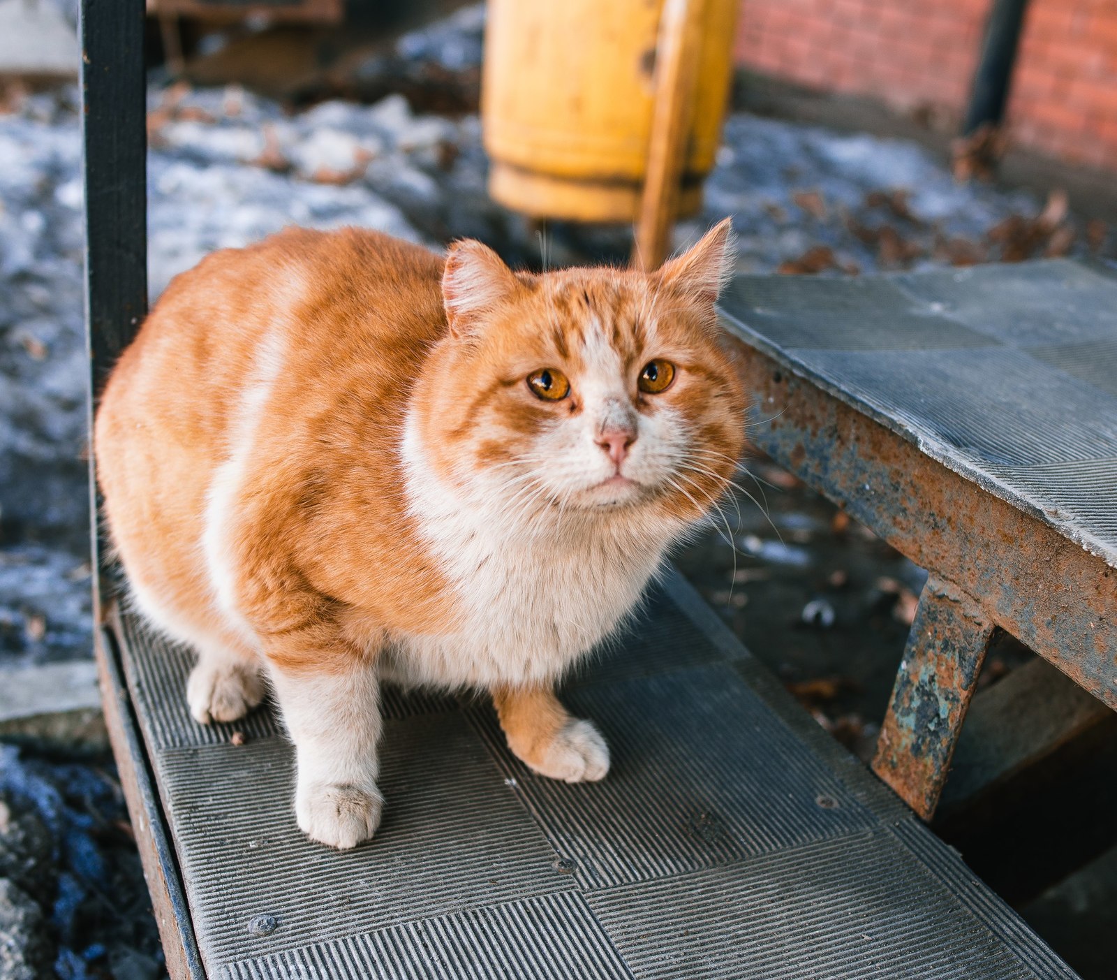 street - My, cat, The photo, Nikon, Canon, Longpost