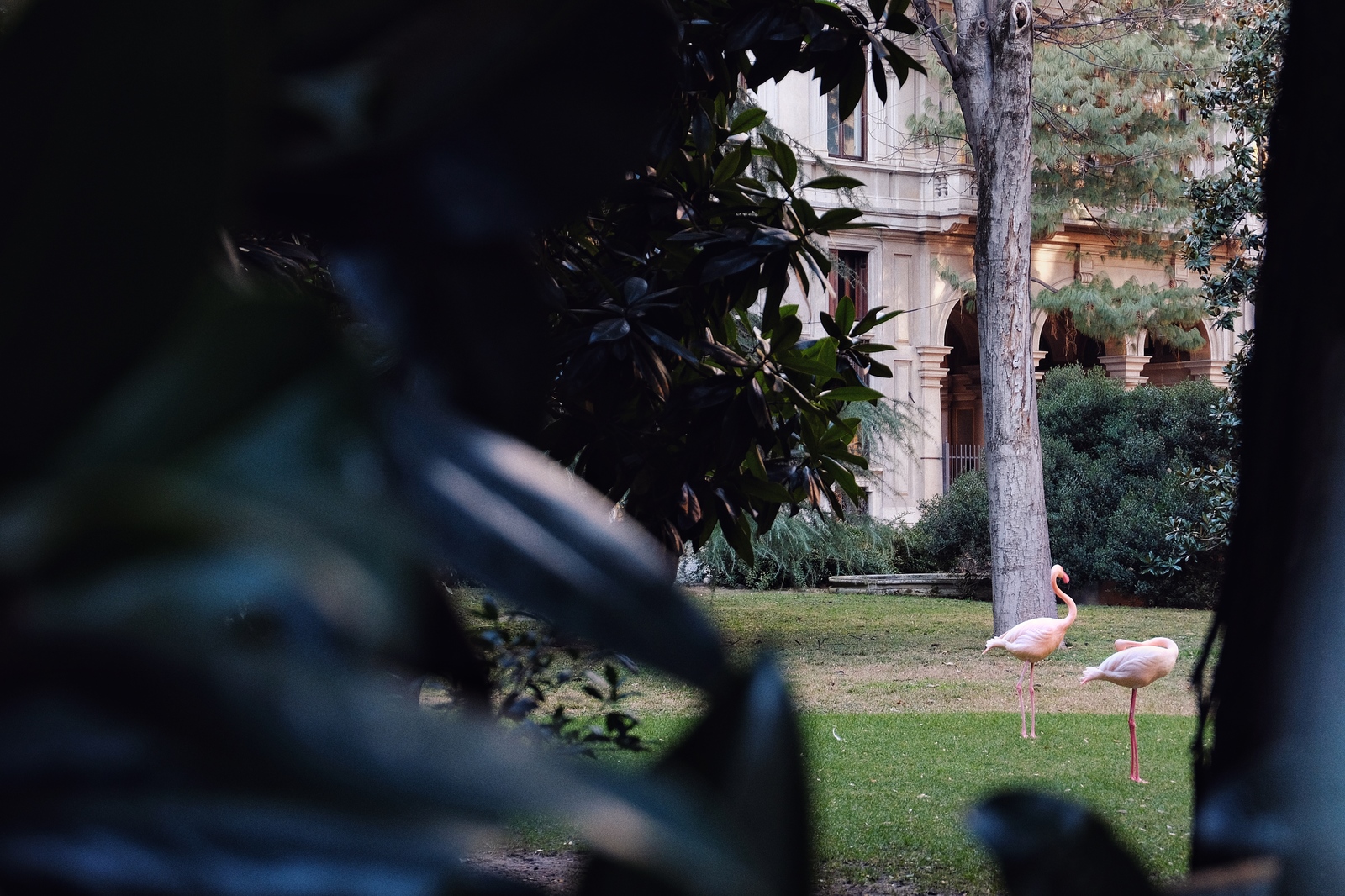 Flamingo Villa - My, Birds, Milan, Animals, The photo, Italy, Travels, Europe