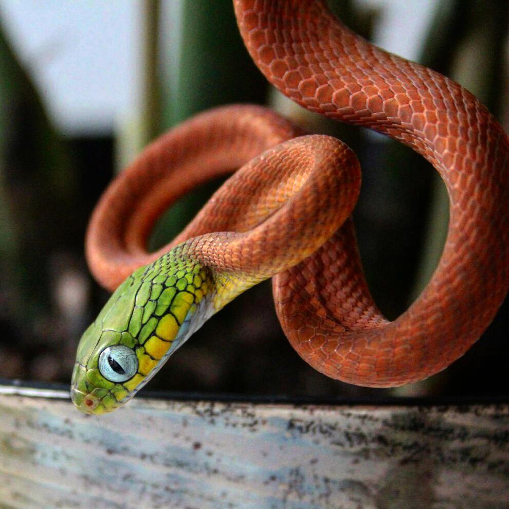 Змея 1 часть. Boiga cyanea. Бойга змея. Зеленая бойга змея. Черноголовая бойга.