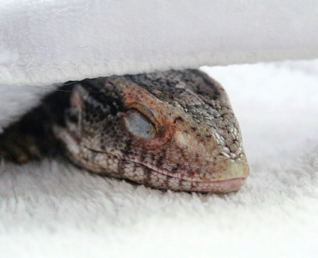 A little cold-blooded for you - My, Snake, Reptiles, Collection, Longpost, Animals