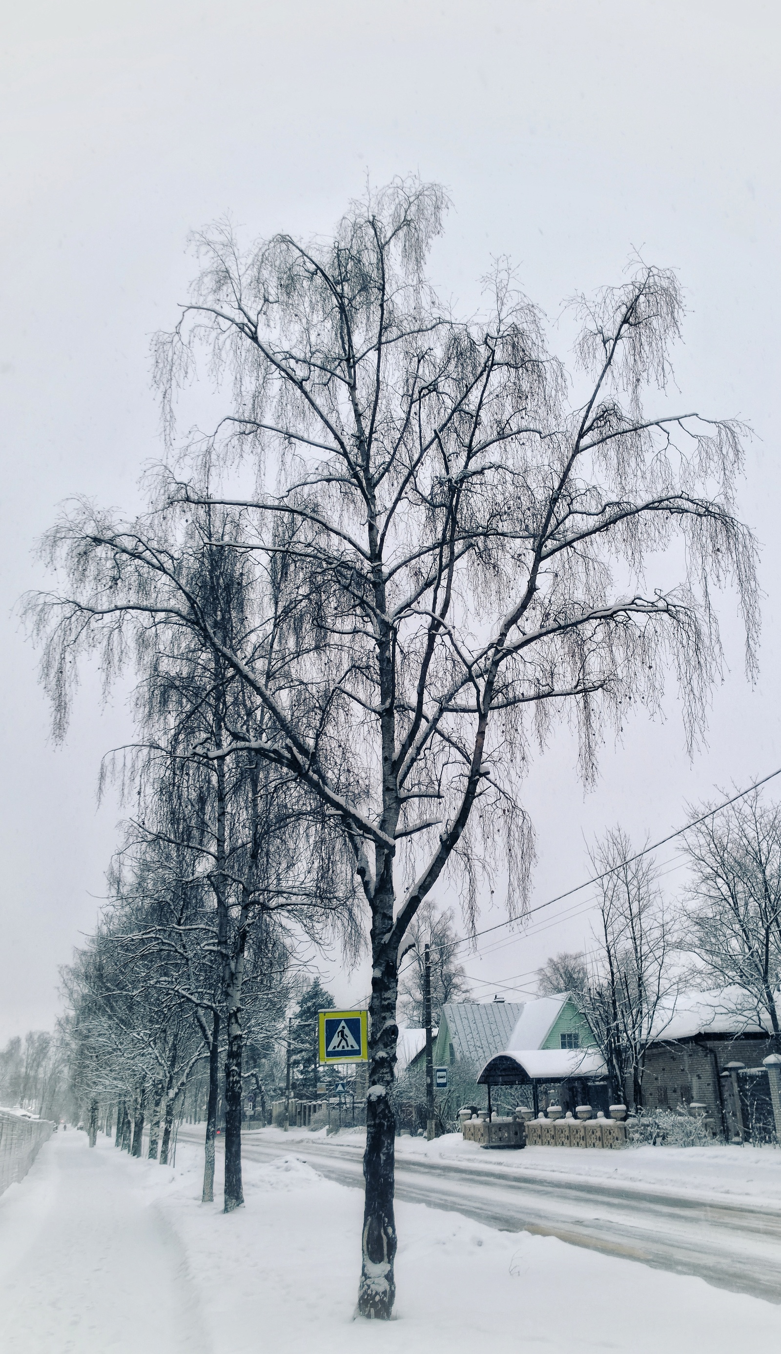 Сестрорецкая зима. (много фоток с телефона). | Пикабу