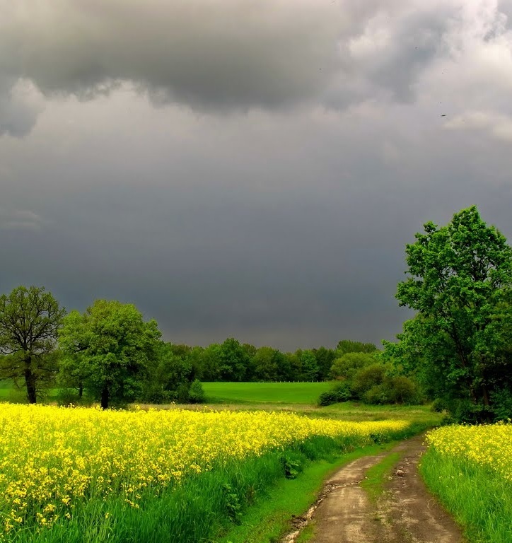 Before the storm - Nature, Thunderstorm, Summer