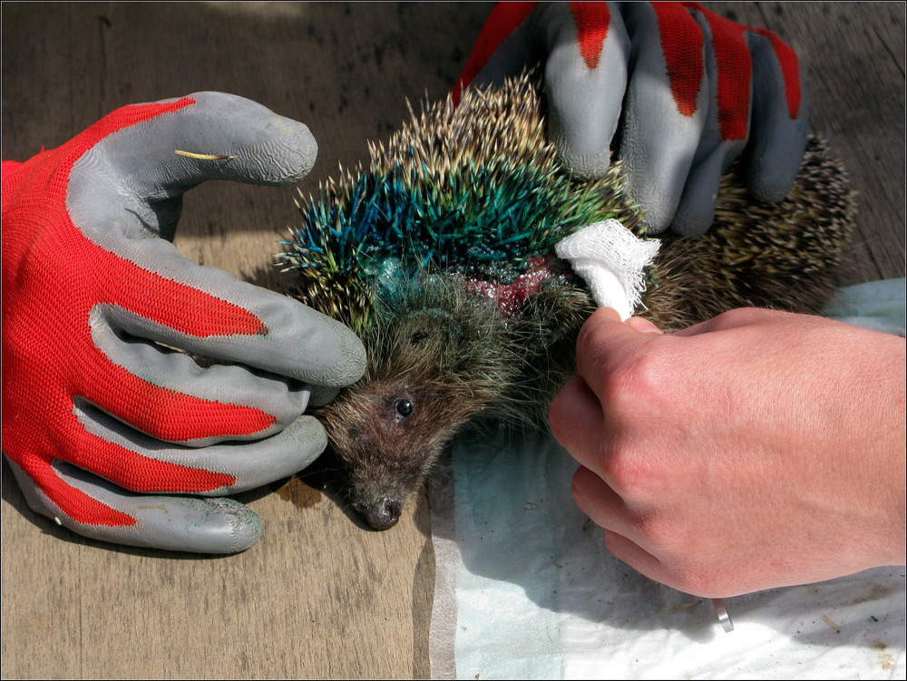 Save Private Hedgehog... - My, Hedgehog, , Animal Rescue, Animals, Longpost