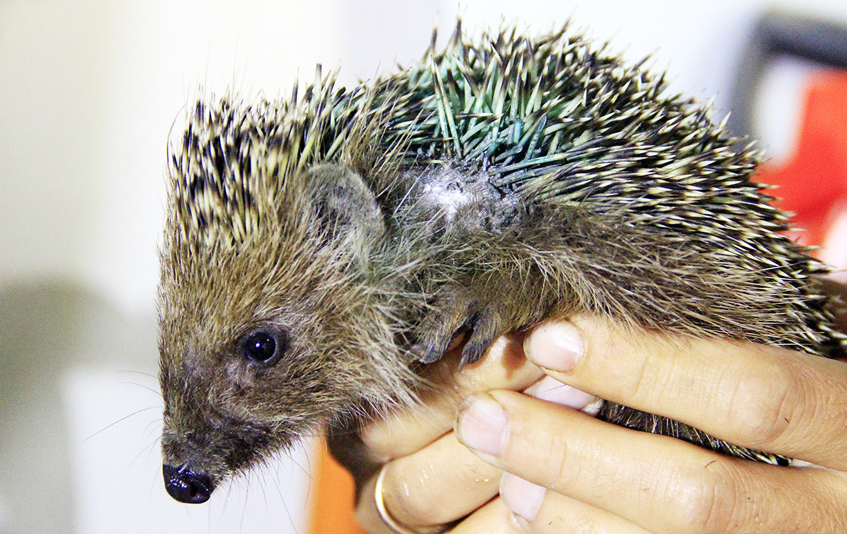 Save Private Hedgehog... - My, Hedgehog, , Animal Rescue, Animals, Longpost