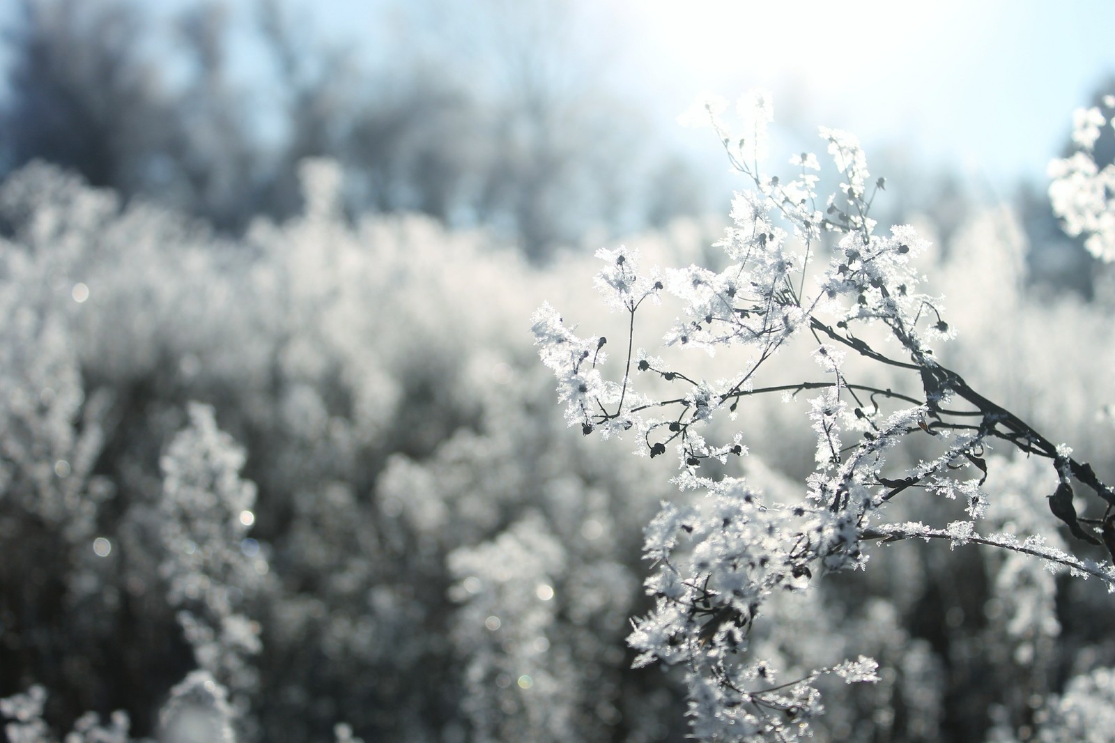 morning frost - My, The photo, Morning, Frost