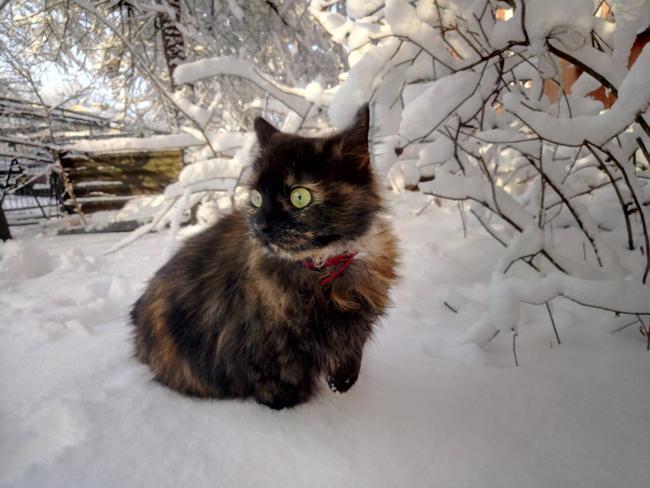 The cat saw snow for the first time :) - My, His cat, Emotions, cat, Winter