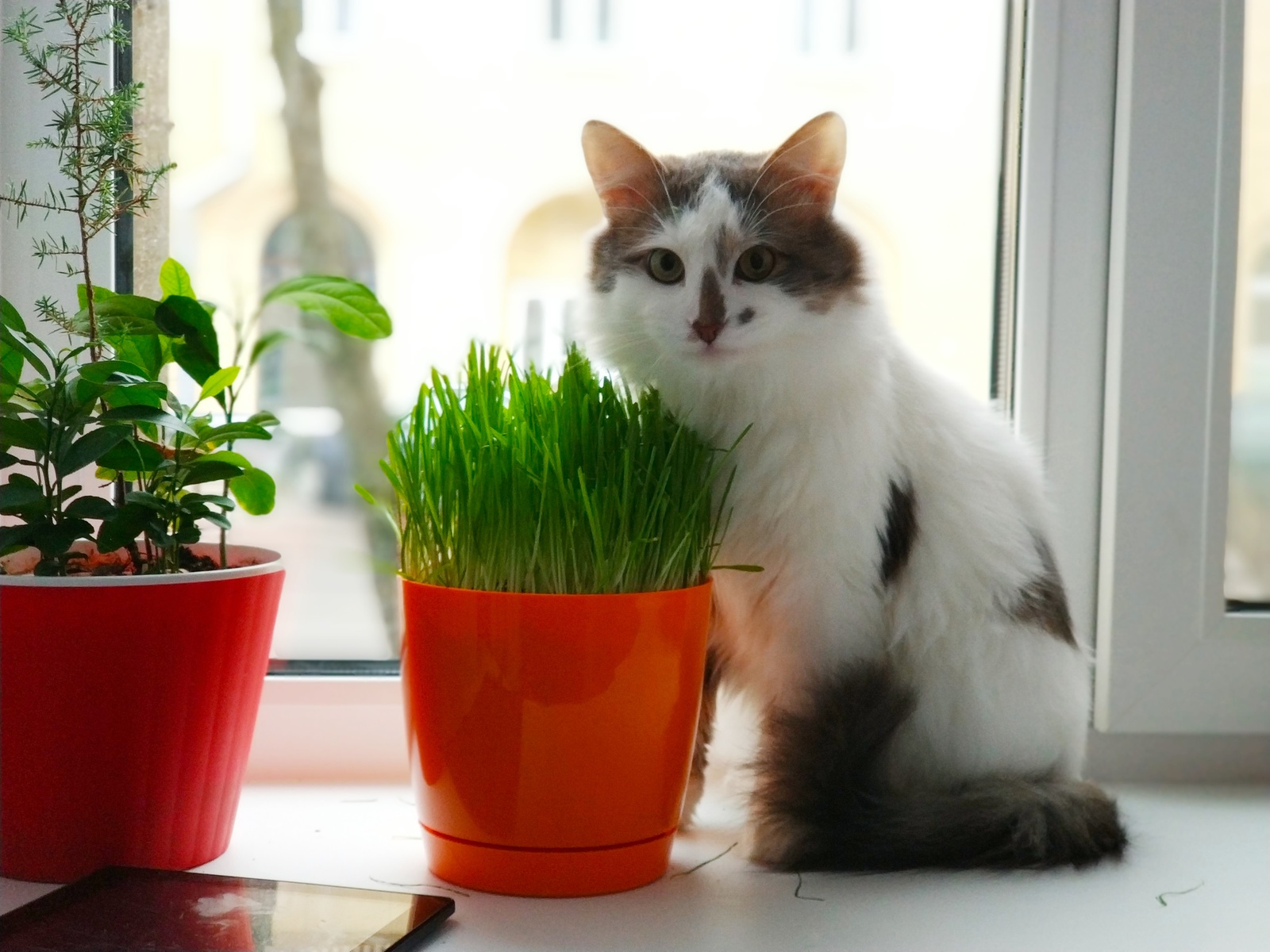 Oats for a cat - cat, Grass, Catomafia