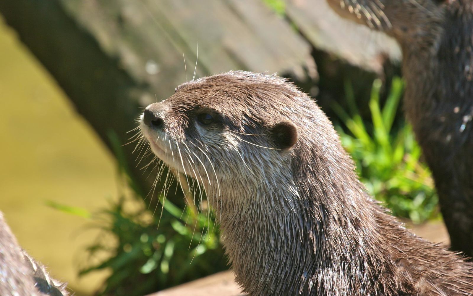 cute otters - Otters, Milota, Longpost