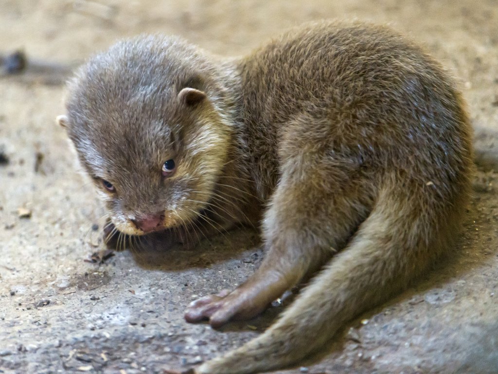 cute otters - Otters, Milota, Longpost