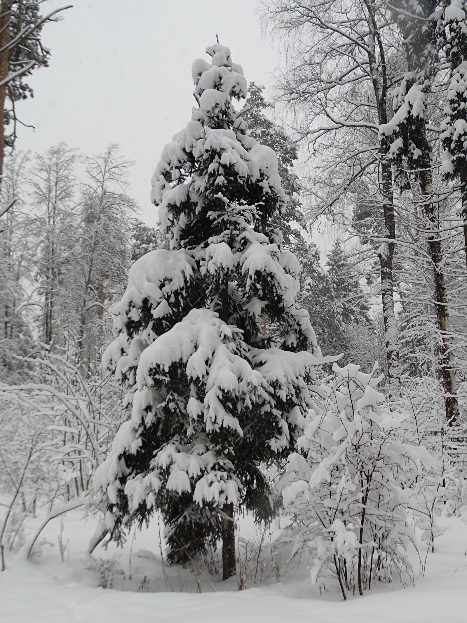 Снегопад... | Пикабу