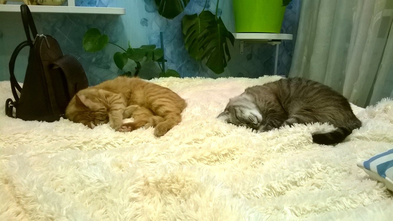 Synchronized sleeping. - cat, Муха, , Dream, Hair