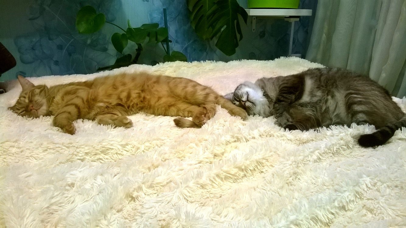 Synchronized sleeping. - cat, Муха, , Dream, Hair