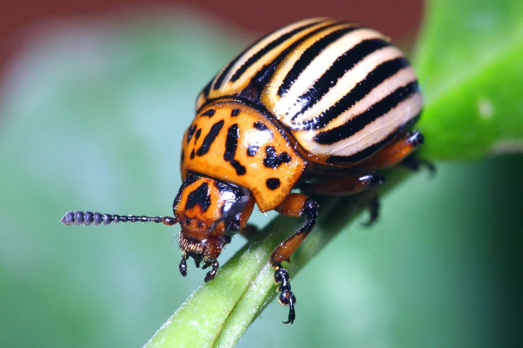 Geneticists have revealed the secrets of the success of Colorado potato beetles - Genetics, Colorado beetle, Longpost