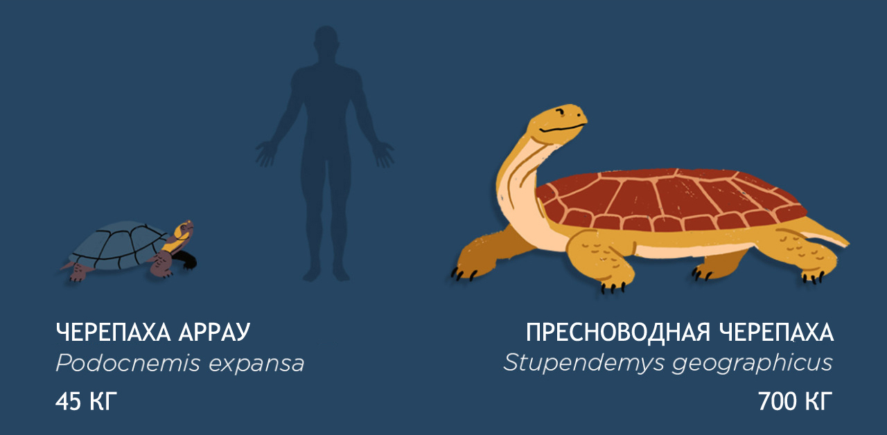 Размеры доисторической мегафауны по сравнению с современными животными. - Мегафауна, Доисторические животные, Видео, Длиннопост, Палеонтология