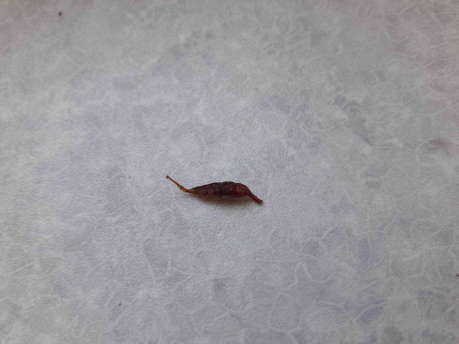 Larva or worm? - Meat, Surprise, Larva, Worm, What's this?