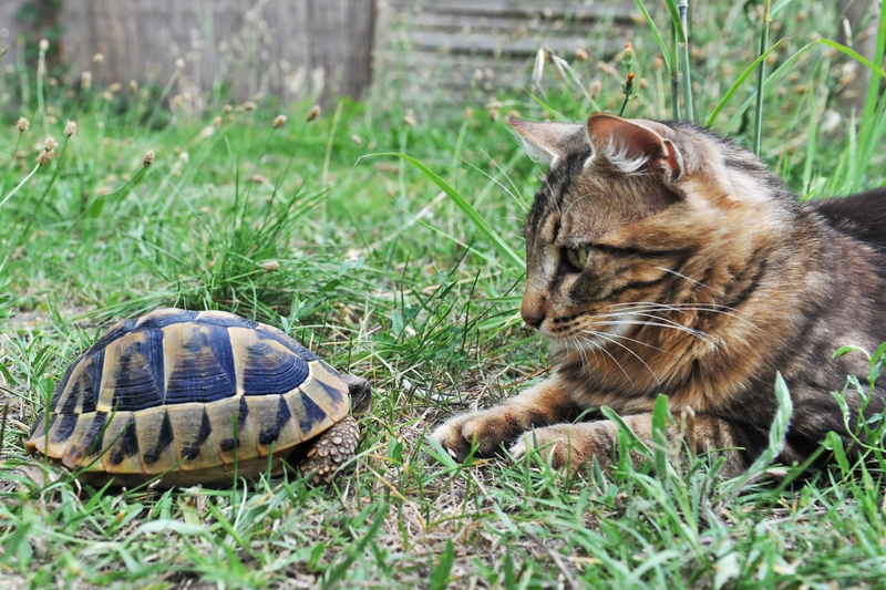 Best friends - Animals, Milota, Longpost