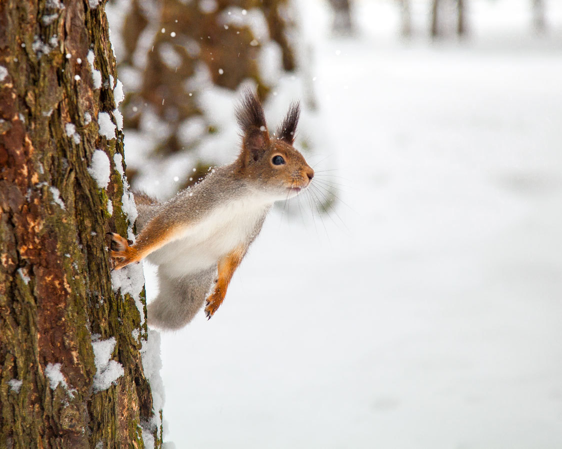 Winter mischief - My, Squirrel, My, The photo, Photographer, League of photographers, Canon, Animals, Longpost
