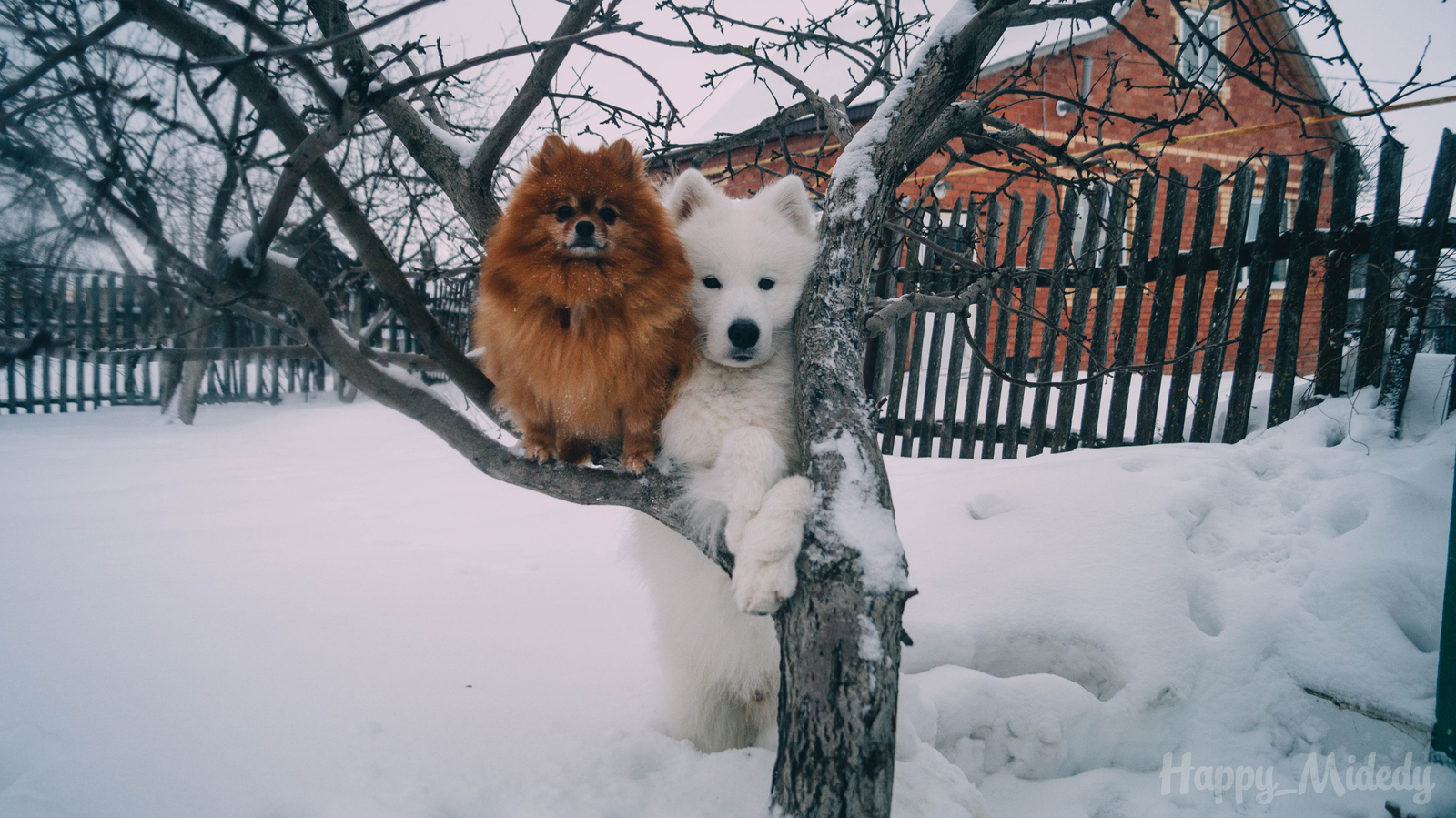 My self-eating. Part 2. - My, My, Samoyed, Spitz, Dog, Longpost