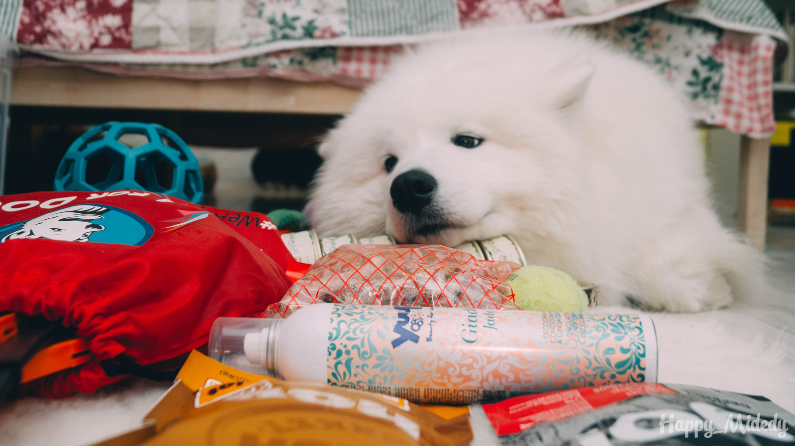 My self-eating. Part 2. - My, My, Samoyed, Spitz, Dog, Longpost