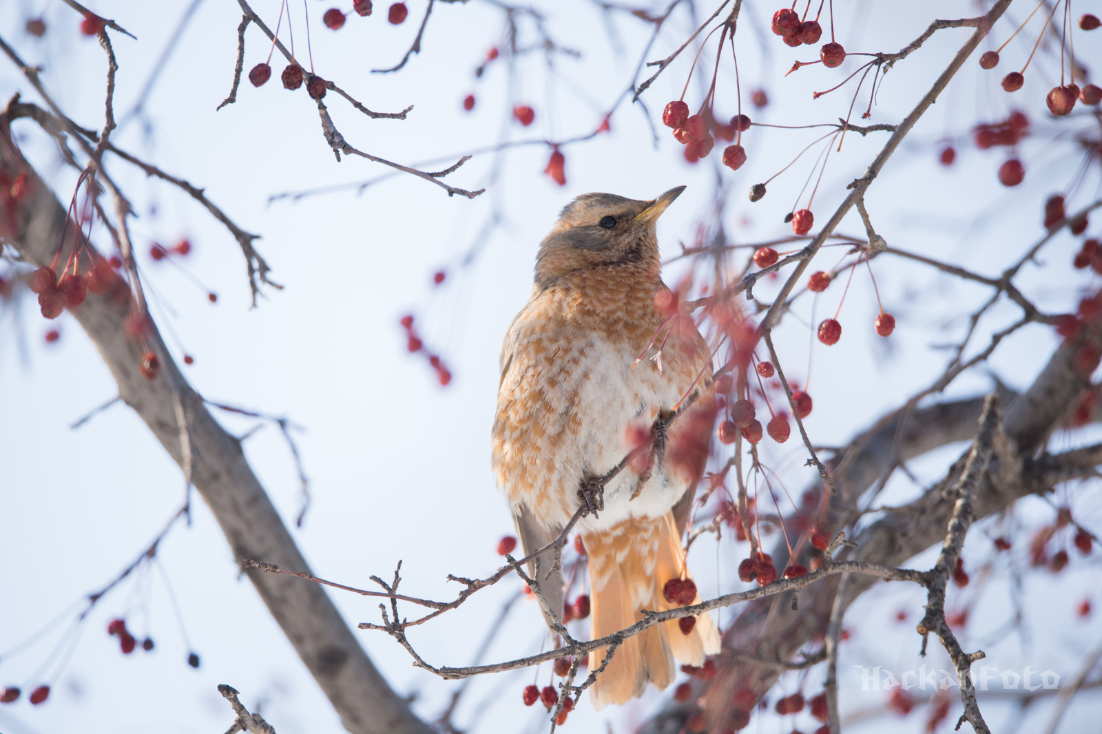 Tell me, what is this thrush? - My, Thrush, Birds, Khabarovsk, Definition, Longpost