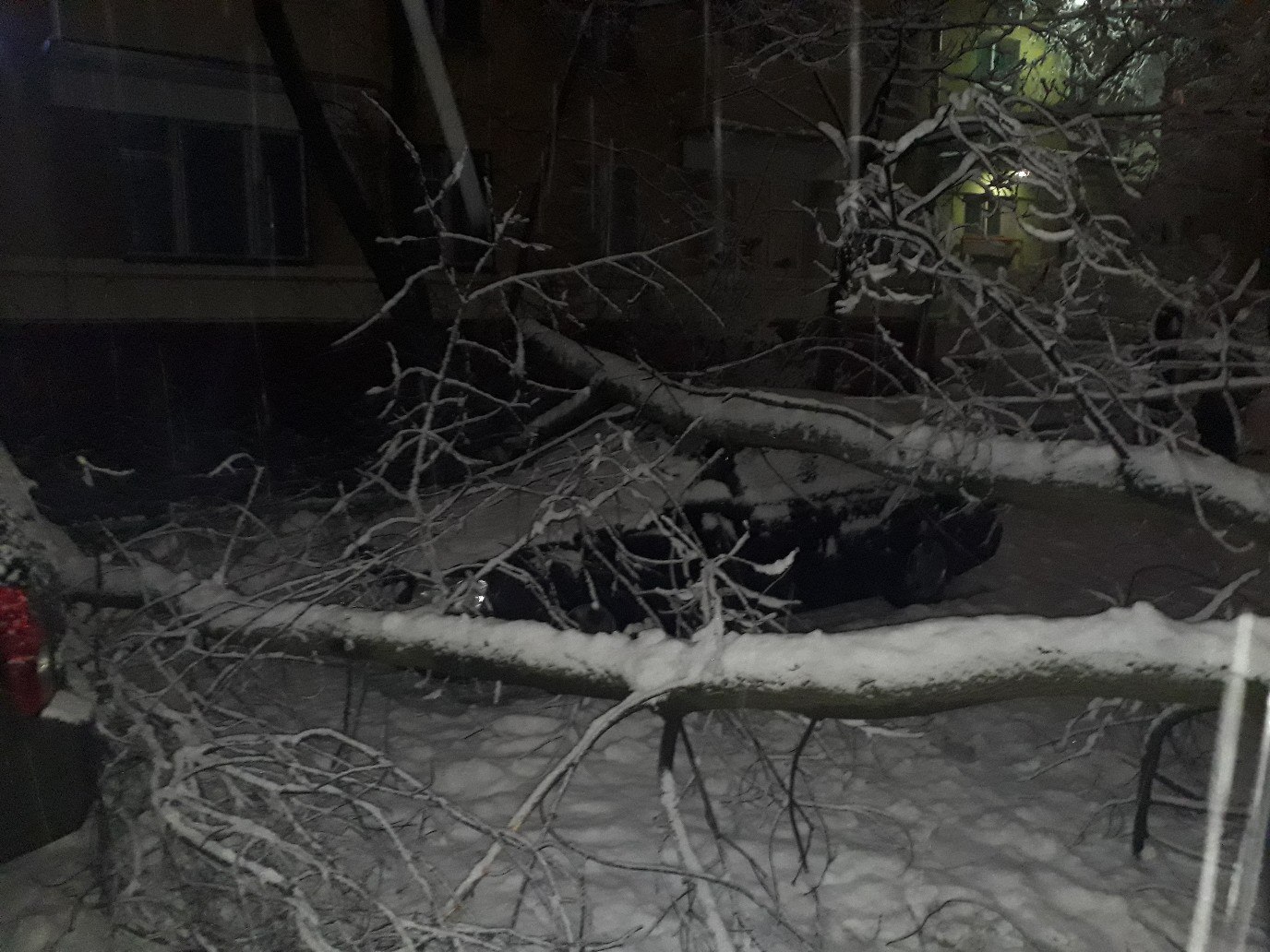 Упало дерево на машину | Пикабу