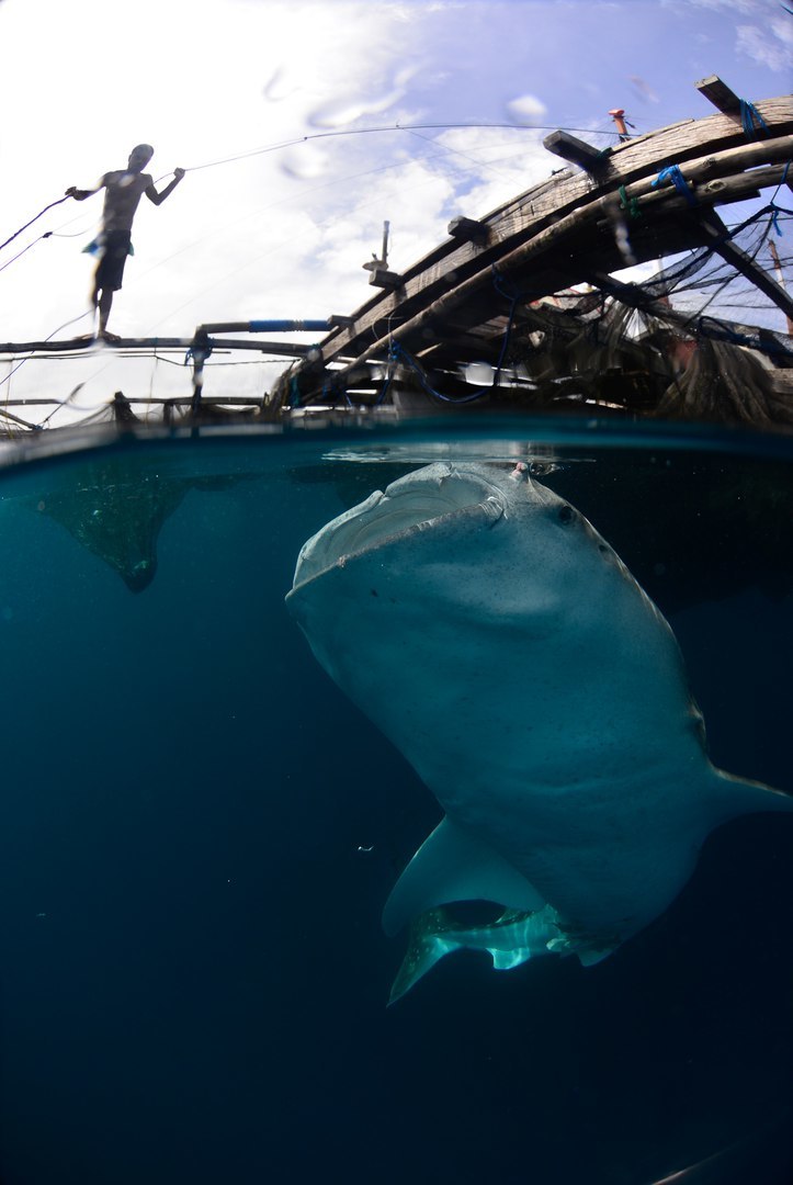 Whale shark next to the fishing platform. - The photo, Fishing, Whale shark