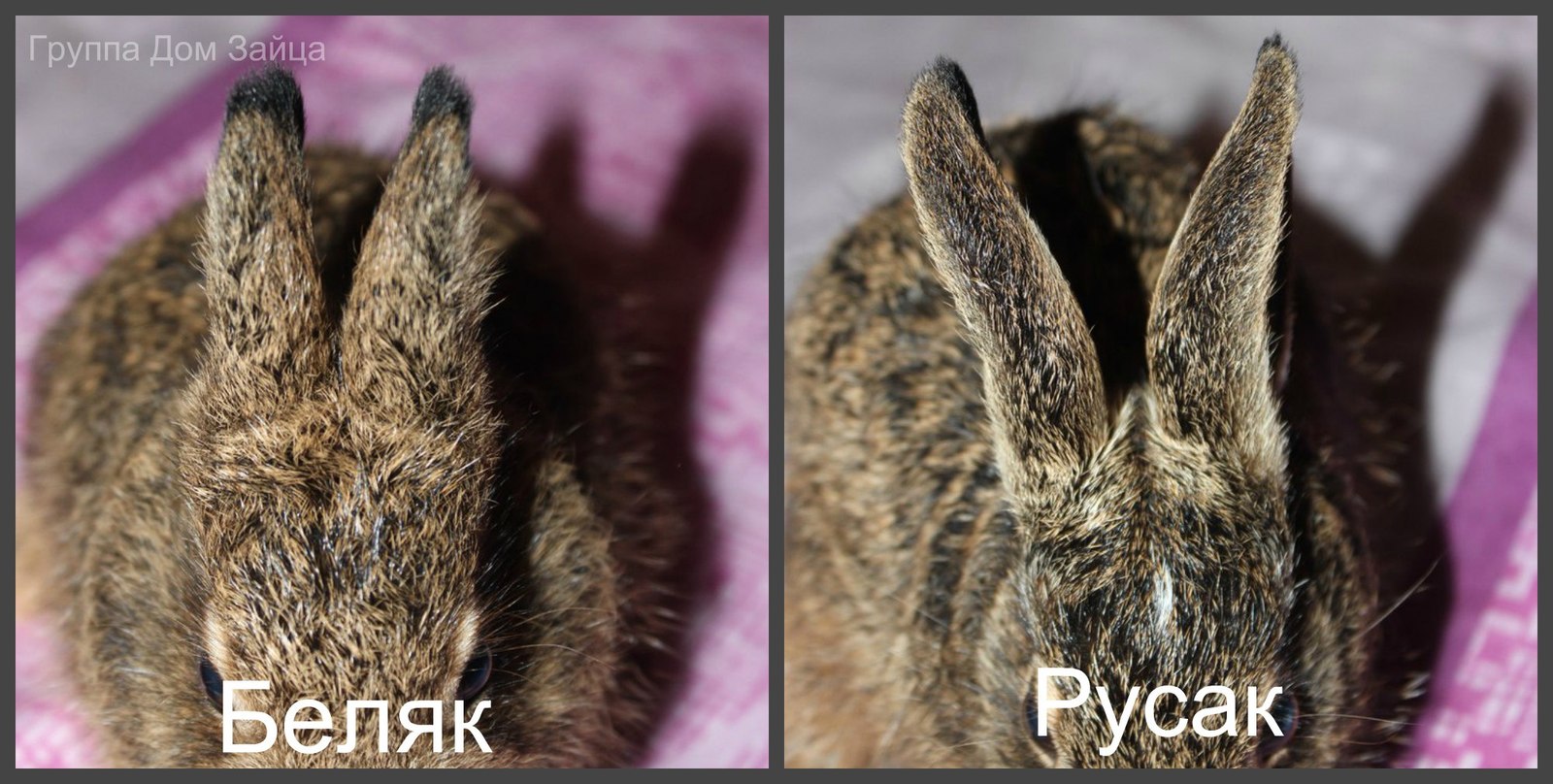 У зайца русака глаза коричневые. Лапы зайца. Лапки зайца передние. Передние лапы зайца. Передняя лапа зайца.