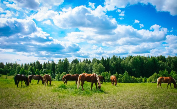 About horse theft. - Horses, Horse stealing, Gps, Kazakhstan, Longpost