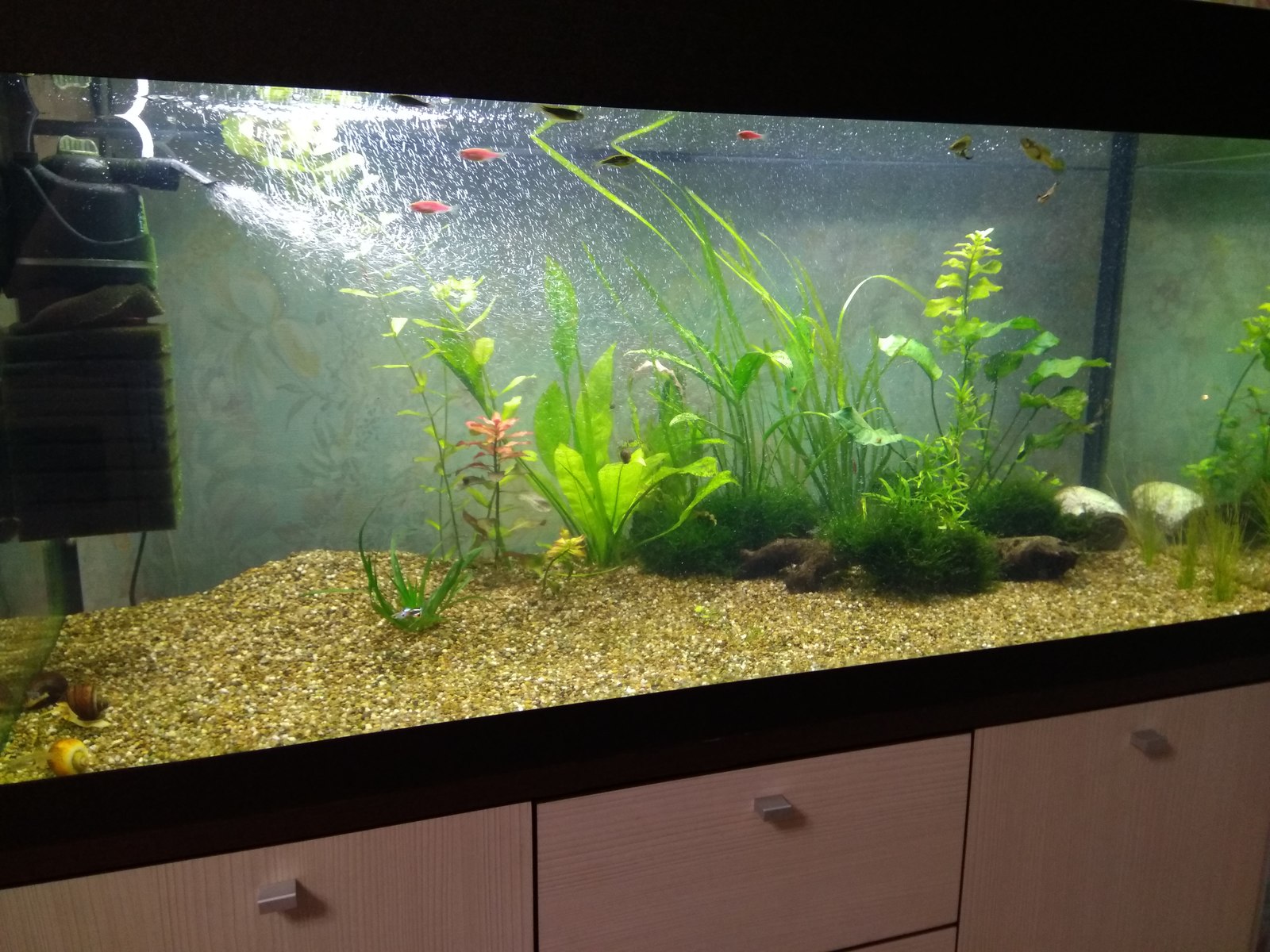 My aquarium - My, Aquarium, Aquarium fish