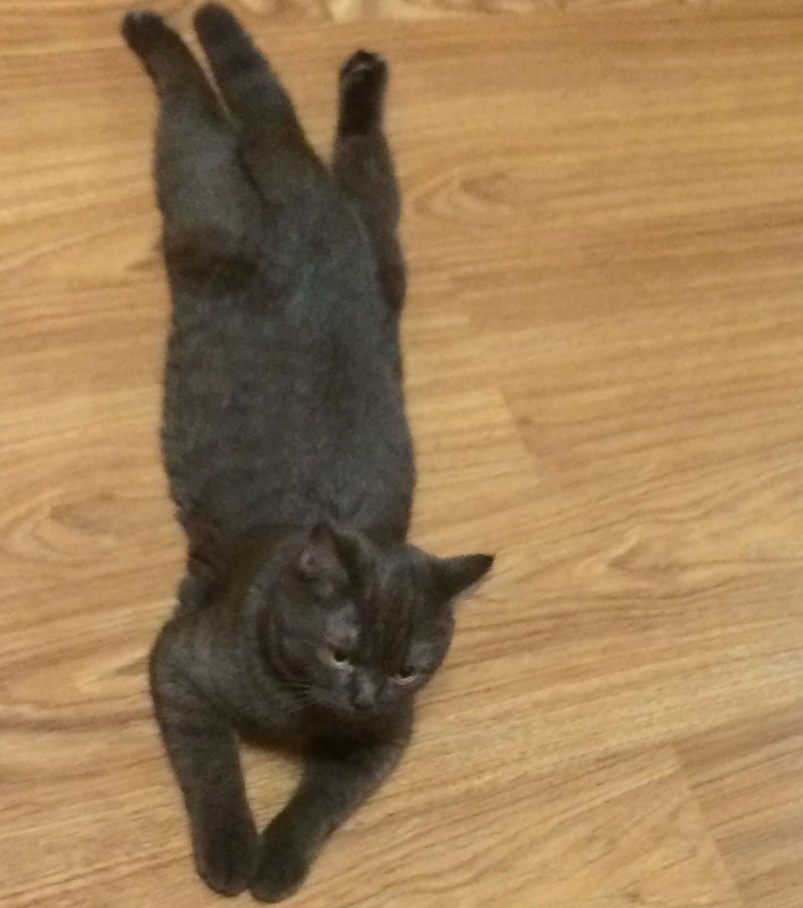 Does anyone else have a cat that likes to lie like this? - My, cat, Pose, Question, Animals, Homemade