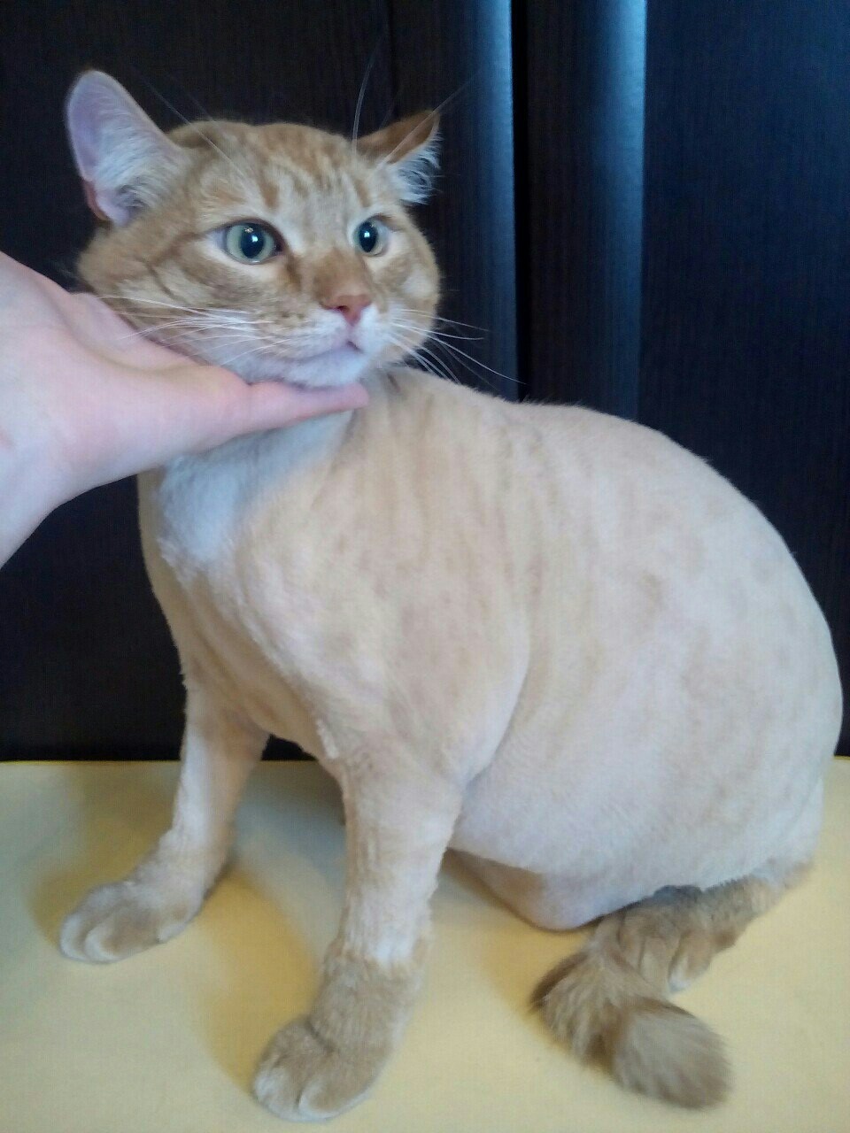 Guy is 9 years old, today was the first haircut. They emphasized the belly, visually removed a couple of kg. Weighs 11, believe me?) - My, cat, Catomafia, Thick, Longpost