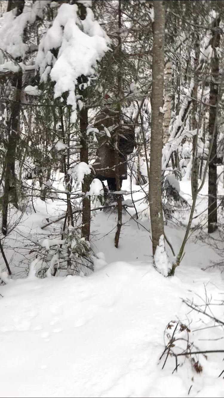 Wanted to surprise - My, Forest, Enthusiasm, Longpost, Snow