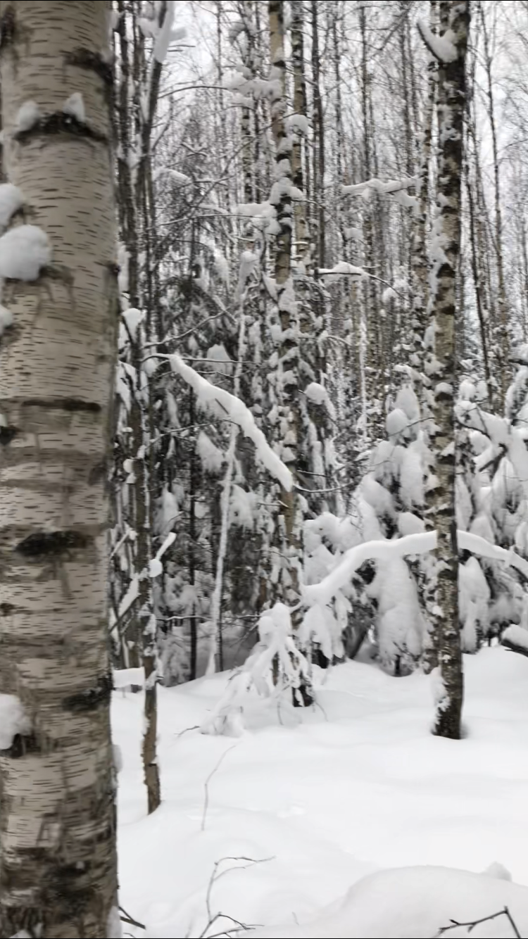 Wanted to surprise - My, Forest, Enthusiasm, Longpost, Snow