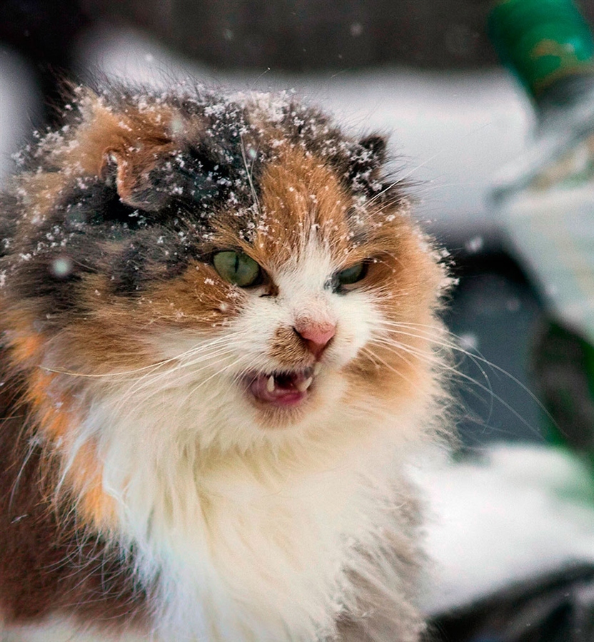 Experienced - cat, Snow, The photo, Experienced