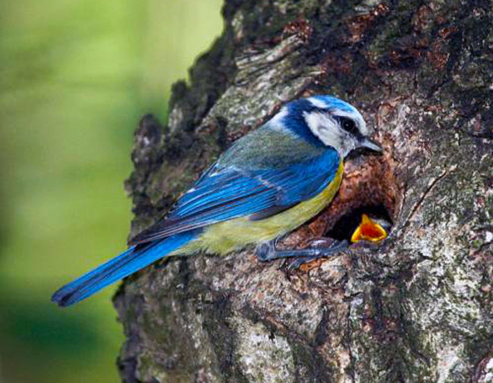 Blue tit. Greenfinch. What are they? - Birds, Biology, Ornithology, Greenfinch, Lazorevka, Longpost