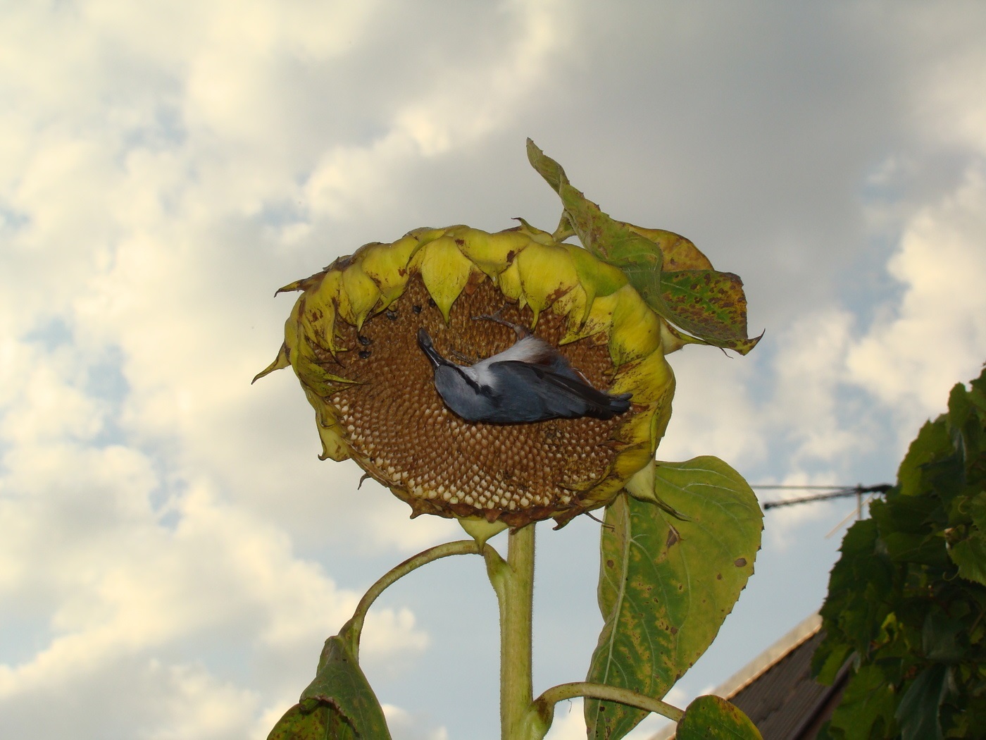 Nuthatch. What are they? - Birds, Biology, Ornithology, Nuthatch, , Video, Longpost