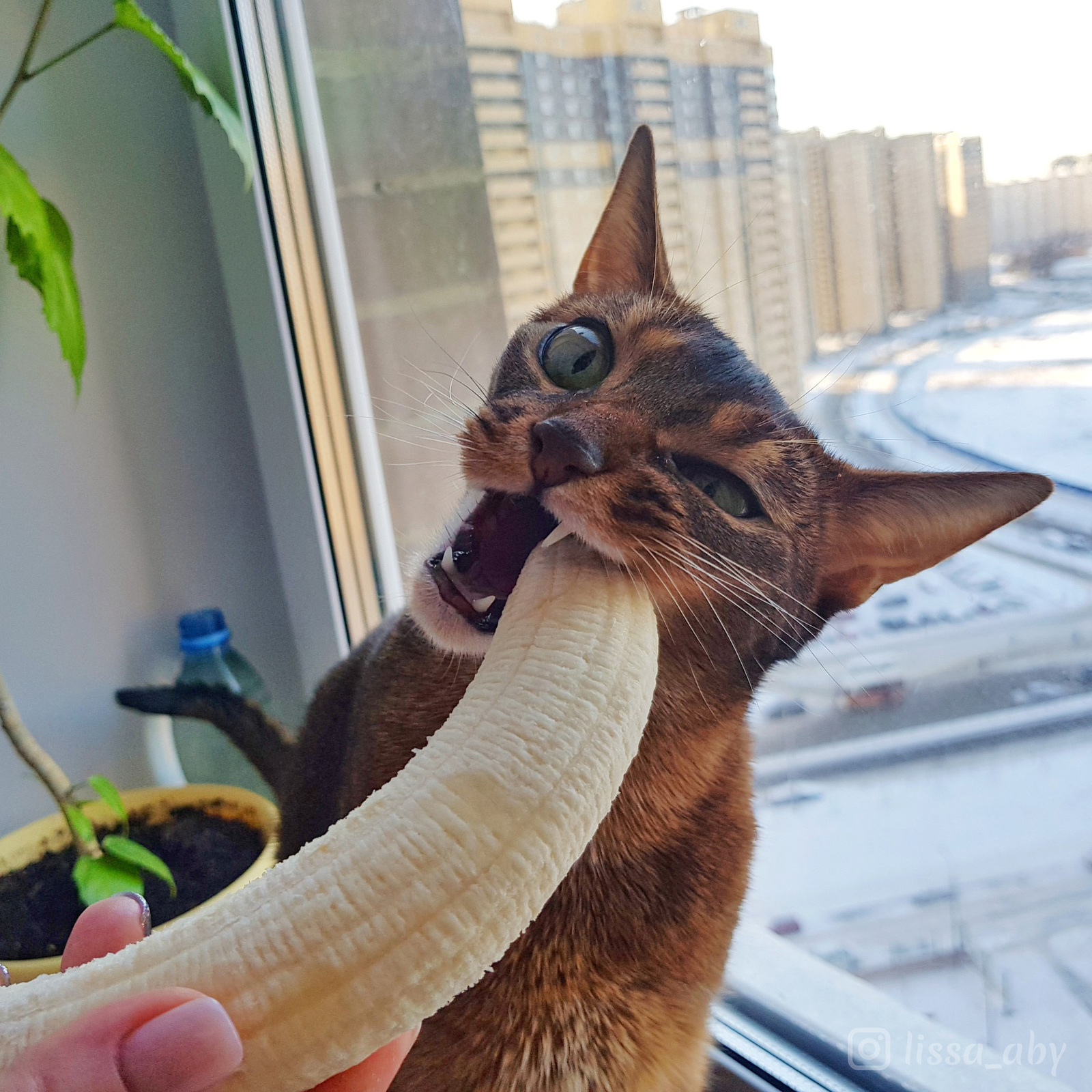 My cat loves bananas - My, Abyssinian cat, , Animals, Longpost, cat