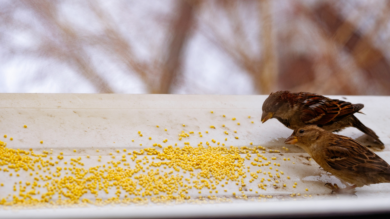 How do I photograph birds? - My, Trough, , The photo, Fujifilm, Longpost, cat