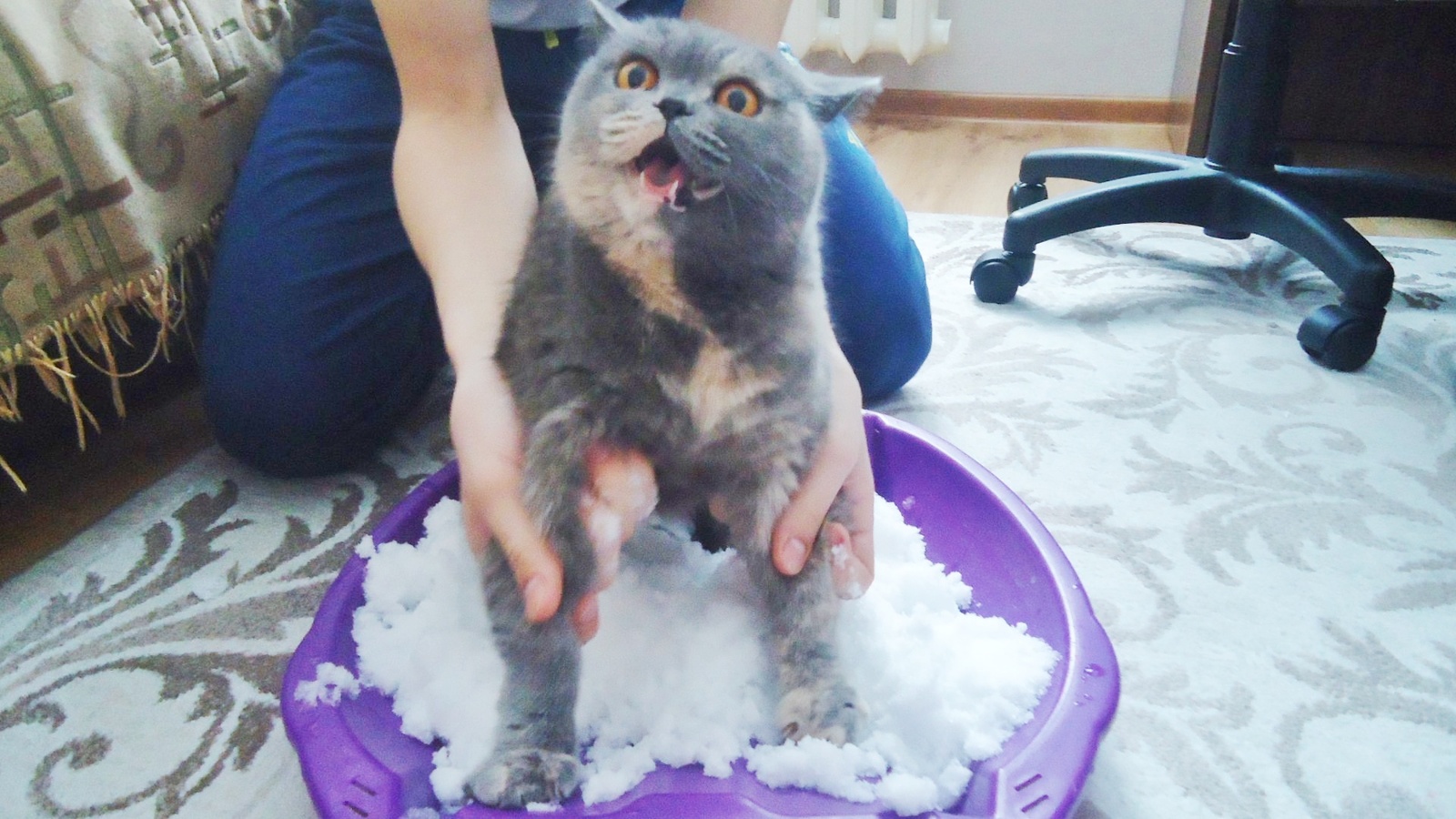 Brought a snowball from the street for the first time - My, cat, Snow, Winter, Save