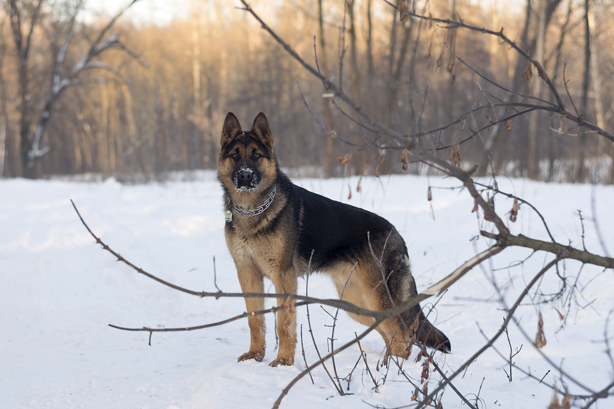 Gray. - My, German Shepherd, The photo, Dog, Longpost