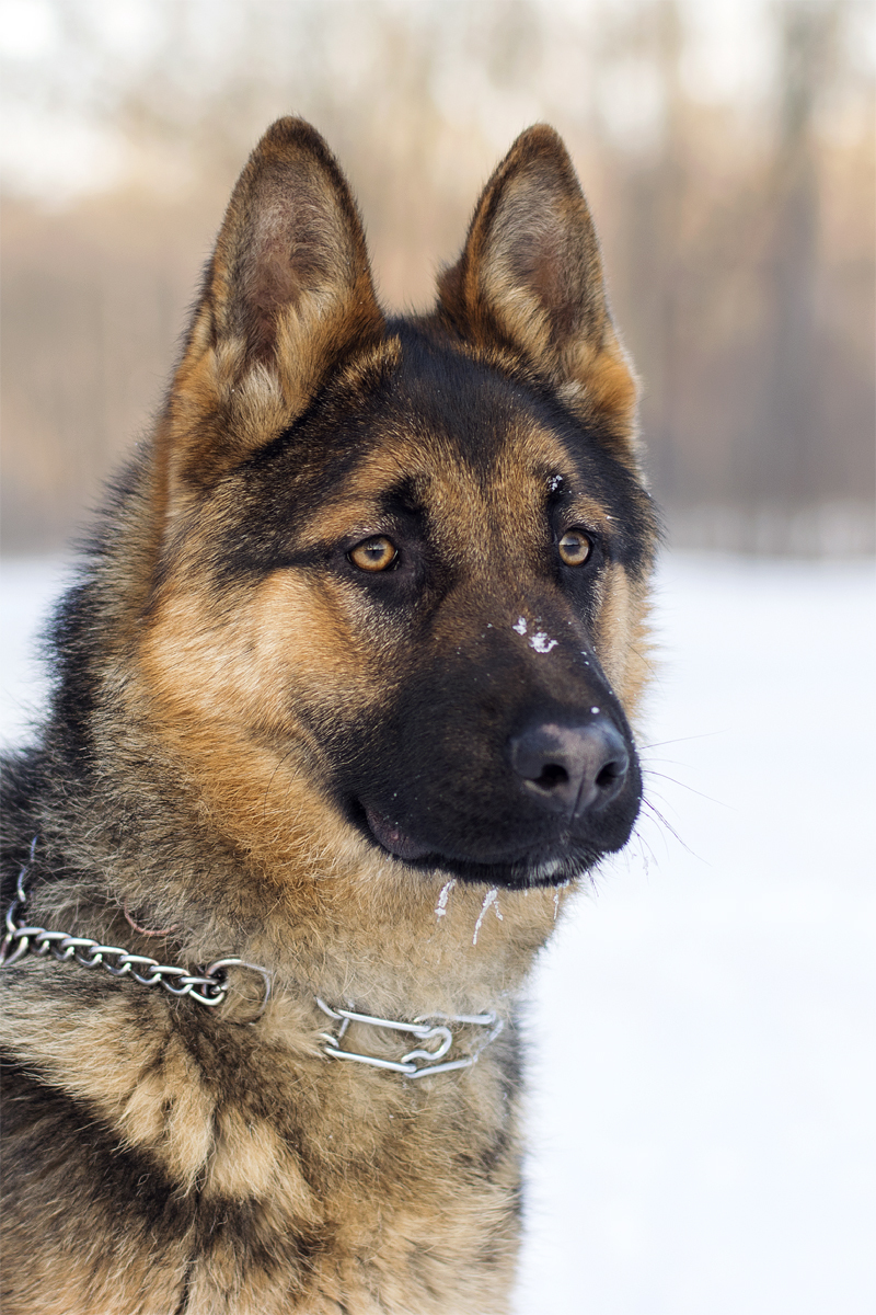 Gray. - My, German Shepherd, The photo, Dog, Longpost