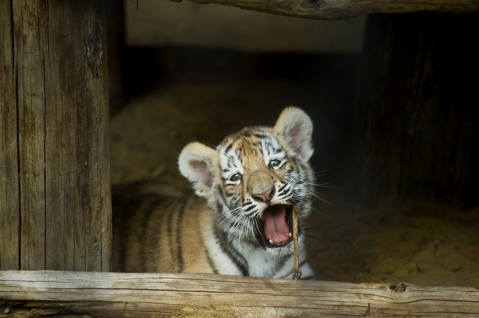 Funny tiger cubs from the Penza Zoo - My, My, Tiger, Animals, Milota, The photo