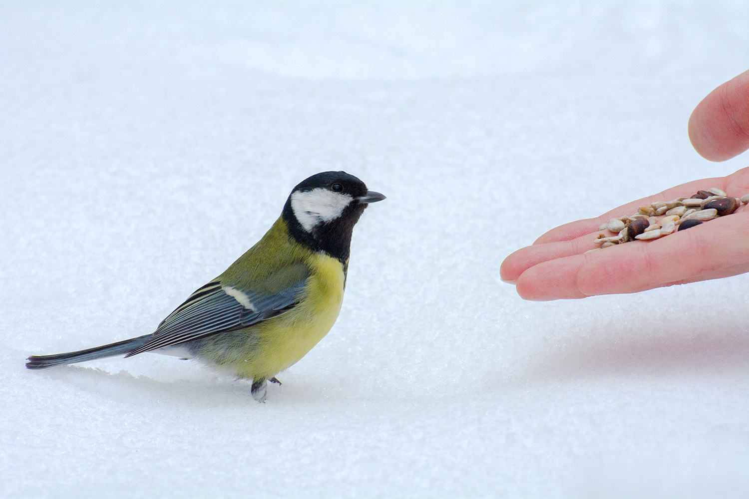 In the parks of St. Petersburg - My, Birds, Animals, Squirrel, Saint Petersburg, The photo, Longpost